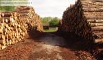 exploitation forestière négoce coupe de bois à... en Bretagne commerce a vendre bord de mer