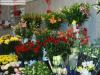 annonces de fonds de commerce,entreprise, local commercial à reprendre ville de LESPARRE MEDOC Cadeaux - Fleurs 